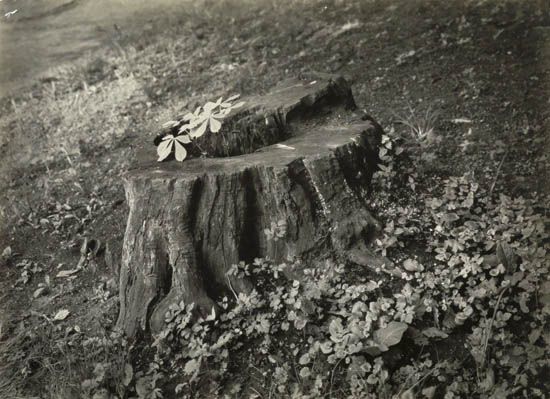 SUDEK, JOSEF (1896-1976) "Stump of a Horse Chestnut Tree" (from the series "Arrival of Spring in Prague") * "Forest on Mionsí" (from th